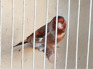 Sieglitz-Mischling-Hahn