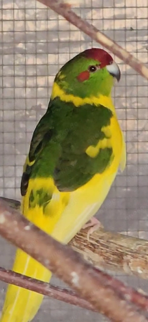 Zigensittich Hahn abzugeben 