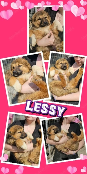 zuckersüßes Welpenmädchen "Lessy" ist auf der Suche nach einem schönem Zuhause