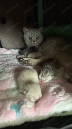 Sehr süße Bkh kitten Babys 