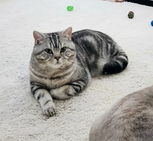 BKH Deckkater Black Silver Classic Tabby 