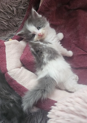 Ragdoll Maine Coon Mix