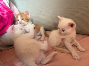 3 Kater Kitten  geb. 22.02.2.26 ab Mai Abgabe bereit 