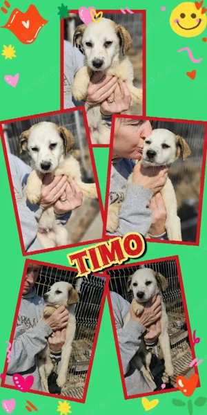entzückender Welpenjunge "Timo" sucht ein liebevolles neues Zuhause