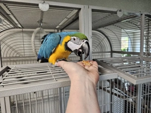 1.0 Gelbbrustara Männchen 2021 zahm