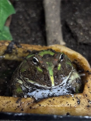 0.1 Cranwelli Schmuckhornfrosch "matcha" - Ceratophrys cranwelli 