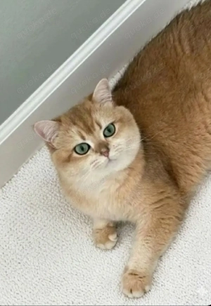 BKH Deckkater Black Golden Shell