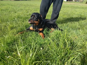 Rottweiler Hündin wegen pflegefall abzugeben 