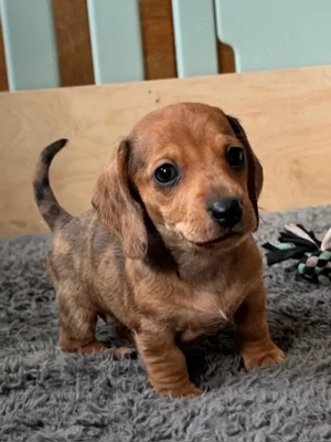 zuckersüsse Dackelwelpen 