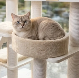 Britisch Kurzhaar Kater Blaue Augen 