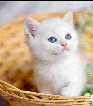 WeißBKH Kitten (Britisch Kurzhaar Kätzchen)
