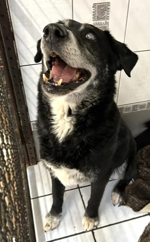 *ROLFI* verhält sich ruhig und abwartend