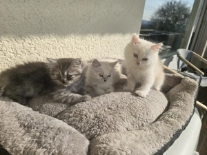 Perserkatzen Kitten 