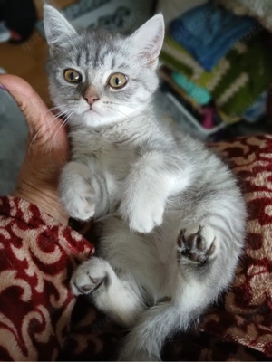 perser mix katzenbaby abzugeben 