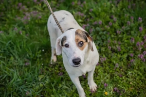 *KIRA* - die stolze Hundemama sucht für sich eine Familie