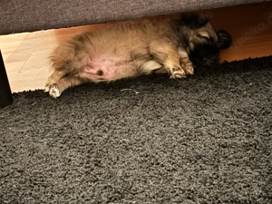 Wunderschöner rüde 