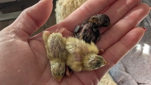 Wachtelküken 10+1 Japanische Legewachtel Wachtelhenne Wachtelhahn Küken