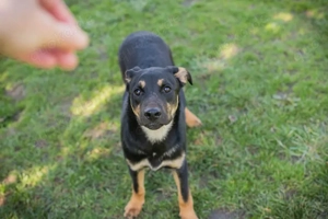 Chip 271624 - der Junghund ist unternehmungslustig und sozial