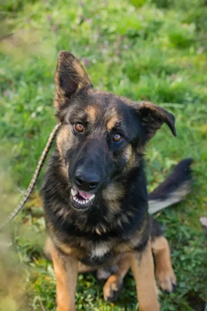 Chip 257791 - der Schäferhundmischling hält sich gerne in der Nähe von Menschen auf. 