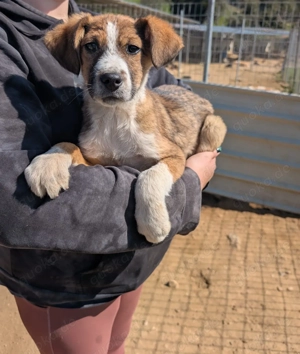 Pitou   mittendrin statt nur dabei 