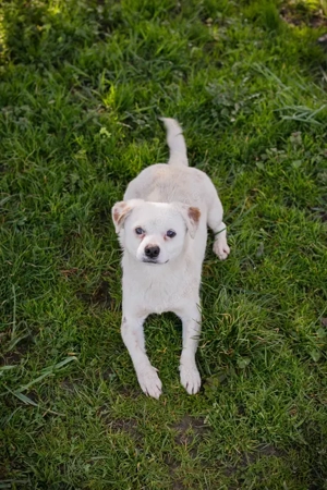 Chip 256793 - die Welpin ist ein lustiges Mädel