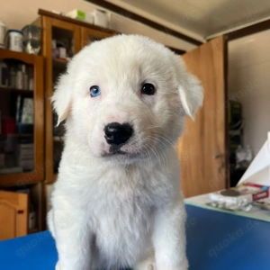 Einstein   mit den besonderen Augen