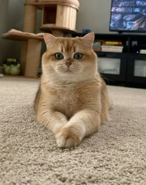 BKH Deckkater Black Golden Shell