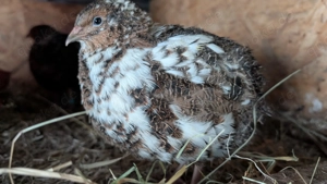 Seltene Wachtelküken speckled   spotted pattern Küken Tupfen Tüpfel Legewachtel Wachtel