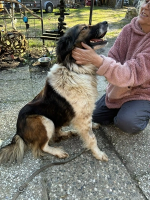 Maya, geb. ca. 2023, auf Pflegestelle in 27374  Visselhövede, sucht ein Zuhause