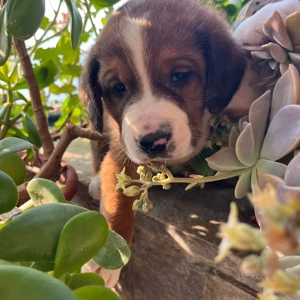 Bear - kleiner Kämpfer sucht sein großes Glück