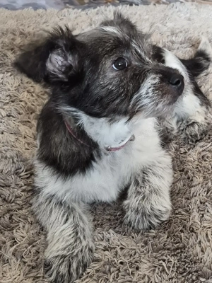 Freundliche Welpe Hündin mischlings in gute Hände abzugeben