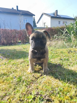 Reinrassige Französische Bulldogge Welpe Fawn Bub