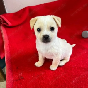 Leo   neugieriger kleiner Entdecker