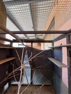 Vogelvoliere  -käfig XXL Groß Bild 4