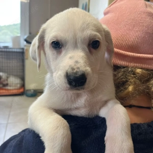 Babis   kleiner Strahlemoment auf vier Pfoten