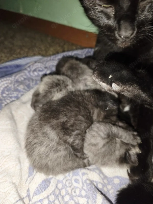 kitten vom 10.03.2026