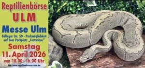 Pinstripe Hypo (Ghost) 100% Het Piebald