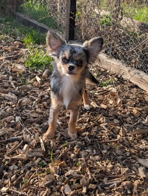 Reinrassige Chihuahua's suchen Zuhause auf Lebenszeit 