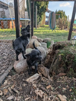 Reinrassige Chihuahua's suchen Zuhause auf Lebenszeit 