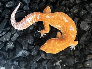 1.0 Red Diamond ph Eclipse Leopardgecko - Eublepharis macularius Männchen Bild 3