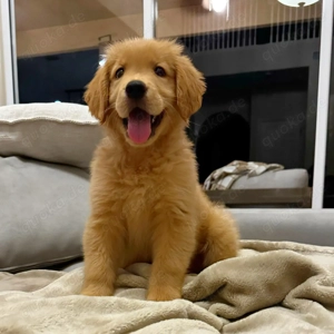 Golden Retriever Welpen 