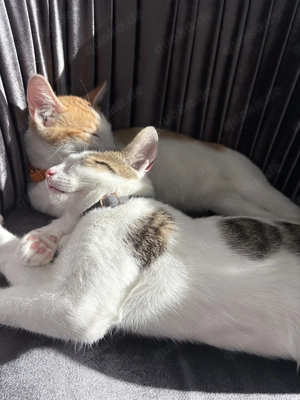 Zwei Katerbrüder Glückskater