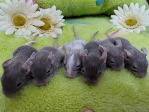 Super süßer Degu Nachwuchs:Sonderfarben:Schoko-Schecken suchen demnächst Heugeber!
