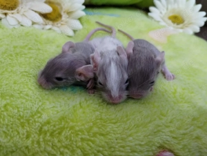 Super süßer Degu Nachwuchs:Sonderfarben:Schoko-Schecken suchen demnächst Heugeber!