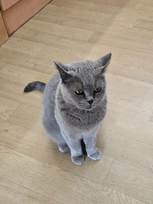 Britische kurzhaar Katze 
