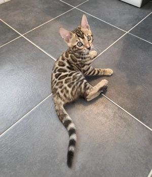 Reinrassige Bengalkitten 