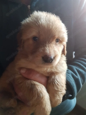 Wunderschöne blonde Hoverwartwelpen Rüden 