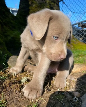 Labrador-Junge mit silberblauen Augen