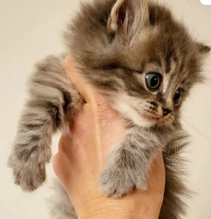 Baby Kitten. Mädchen. Langhaar. 