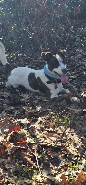 Deckrüde Jack Russe nicht zum Verkauf l